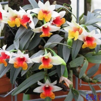 Lan Rừng - Bạch Hoả Hoàng - Giao cây giống khóm nhỏ, chưa hoa như hình, dành cho người yêu lan sưu tầm