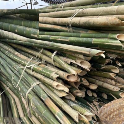 cọc cây tre lồ ô