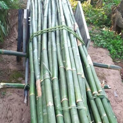 Tre nứa
