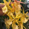 Chậu hoa lan Brass - Nữ Hoàng Bóng Đêm hoa VÀNG