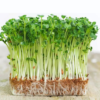 Hạt Giống Rau Mầm - Cải Ngọt (Brassica juncea)