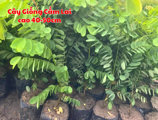 Cây giống Cẩm Lai 40-50cm Cây giống Cẩm Lai 40-50cm