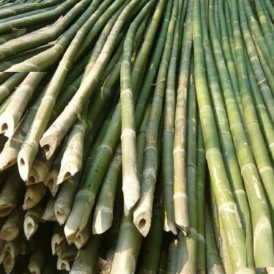 cọc cây hóp đá (tre đá)