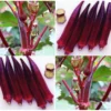 Cây Giống Đậu Bắp Đỏ Chịu Nhiệt Burgundy (Abelmoschus esculentus)