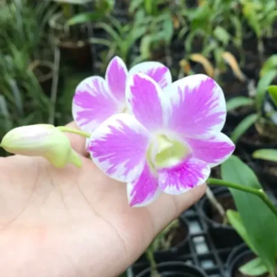 Chậu hoa lan dendro chớp kim cương hàng cây tơ thân lá sắp hoa