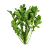 Hạt Giống XÀ LÁCH Arugula Rocket Lá Chẻ Pro
