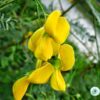 Hạt Giống Bông Điên Điển - Miền Tây (Sesbania sesban)