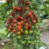 Hạt Giống Cà Chua Cherry Sweet Million F1