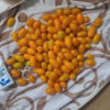 Hạt Giống Cà Chua Nho Vàng F1