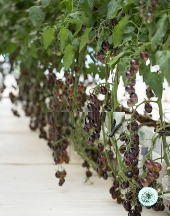 Hạt Giống Cà Chua Nho Đen Hạt Giống Cà Chua Nho Đen