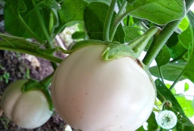 Hạt Giống Cà Pháo Cao Sản (Solanum macrocarpon) Hạt Giống Cà Pháo Cao Sản (Solanum macrocarpon)