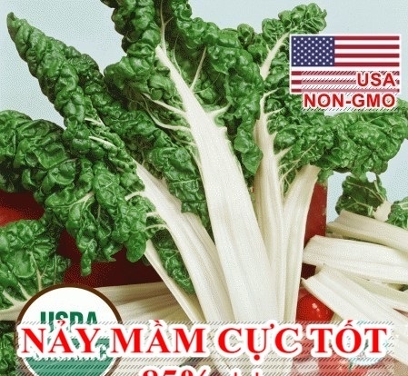 Hạt Giống Cải Cầu Vồng Khổng Lồ - FordHook 70cm (Beta vulgaris) Hạt Giống Cải Cầu Vồng Khổng Lồ - FordHook 70cm (Beta vulgaris)