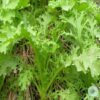 Hạt Giống Cải Ngọt Đuôi Phụng (Brassica juncea)