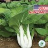 Hạt Giống Cải Thìa - Chịu Nhiệt 1kg Joi Choi (Brassica rapa Chinensis)