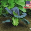 Hạt Giống Cải Thìa Đỏ - F1 (Brassica rapa chinensis)