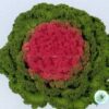 Hạt Giống Cải Xoăn Kale Trồng Chậu Pink