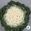 Hạt Giống Cải Xoăn Kale Trồng Chậu White