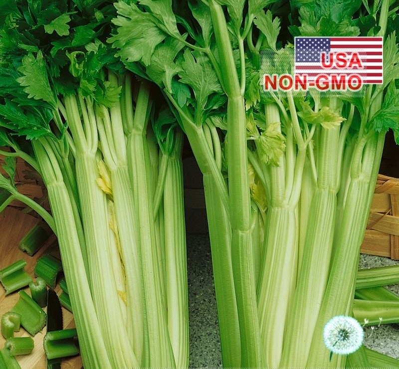 Hạt Giống Cần Tây Mỹ - Ngọt 75cm Utah (Apium graveolens) Hạt Giống Cần Tây Mỹ - Ngọt 75cm Utah (Apium graveolens)
