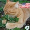 Hạt Giống Catnip / Cỏ Mèo (Nepeta cataria)