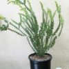 Hạt Giống Cây Mimosa Lá Chéo