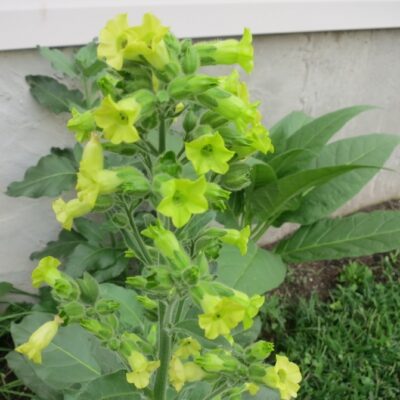 Hạt Giống Cây Thuốc Lào (Nicotiana Rustica) - 1 gói khoảng 850 hạt giống