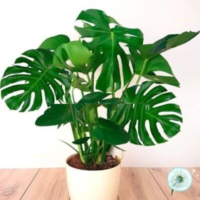 Hạt Giống Cây Trầu Bà Nam Mỹ