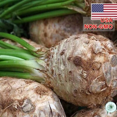 Hạt Giống Củ Cần Tây Celeriac - USA (Apium graveolens) - hạt nhập khẩu