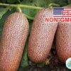 Hạt Giống Dưa Chuột - Chịu Nhiệt Puneri (Cucumis sativus)