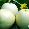 Hạt Giống Dưa Lê Siêu Ngọt (Cucumis melo)