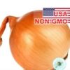Hạt Giống Hành Củ Vàng - Texas Grano (Allium cepa)