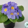 Hạt Giống Hoa Anh Thảo Primula Blue-light