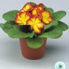 Hạt Giống Hoa Anh Thảo Primula Elcora Red