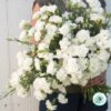 Hạt Giống Hoa Cẩm Chướng Cắt Cành Kép White