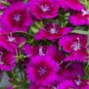 Hạt Giống Hoa Cẩm Chướng Chùm Lùn Purple