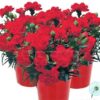 Hạt Giống Hoa Cẩm Chướng Kép Trồng Chậu LILLIPOT Scarlet