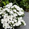 Hạt Giống Hoa Cẩm Chướng White