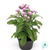 Hạt Giống Hoa Cúc Bách Nhật Siêu Lùn 15cm Rose
