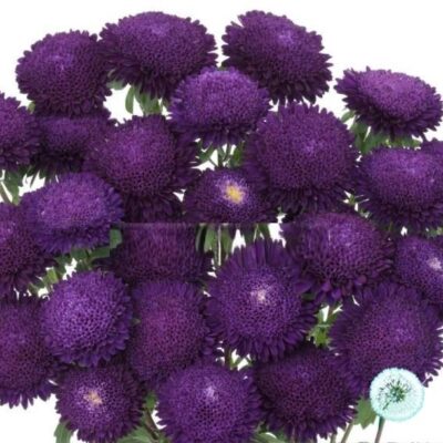 Hạt Giống Hoa Cúc Cắt Cành BONITA Blue - hạt nhập khẩu