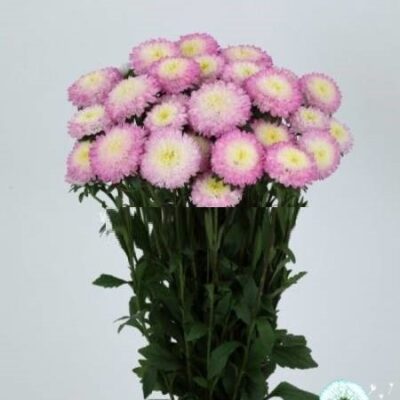 Hạt Giống Hoa Cúc Cắt Cành BONITA màu hồng Top Rose - hạt nhập khẩu