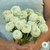 Hạt Giống Hoa Cúc Lá Nhám Cắt Cành 7cm White