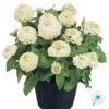 Hạt Giống Hoa Cúc Lá Nhám Kép Lùn 20cm White