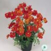 Hạt Giống Hoa Cúc Sao Nháy Kép Lùn 30cm Red