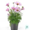 Hạt Giống Hoa Cúc Sao Nháy Lùn 30cm CASANOVA Pink