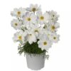 Hạt Giống Hoa Cúc Sao Nháy Lùn 60cm APOLLO White
