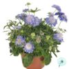 Hạt Giống Hoa Cúc Tai Thỏ Trồng Chậu Blue