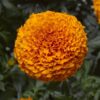 Hạt Giống Hoa Cúc Vạn Thọ INCA II Deep Orange