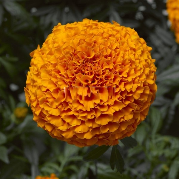 Hạt Giống Hoa Cúc Vạn Thọ INCA II Deep Orange Hạt Giống Hoa Cúc Vạn Thọ INCA II Deep Orange