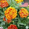 Hạt Giống Hoa Cúc Vạn Thọ Ban Mai Sophia (Tagetes patula)
