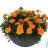Hạt Giống Hoa Cúc Vạn Thọ Pháp Deep Orange