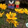 Hạt Giống Hoa Cúc Xòe Prairie Sun F1Pro